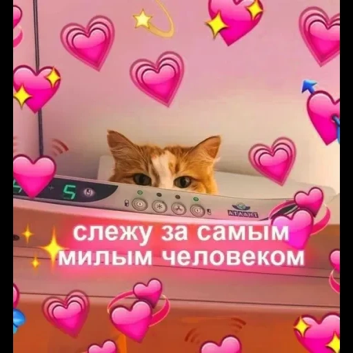 скриншот, животные милые, пикчи котами сердечками, милые открытки любимому