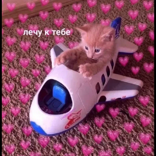 кот, котик, кот самолет, котик любимый, котенок самолете