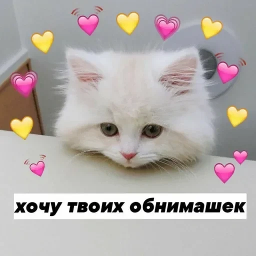 you are a cat, cute cats, picchi cats, cat love memes, cat hearts