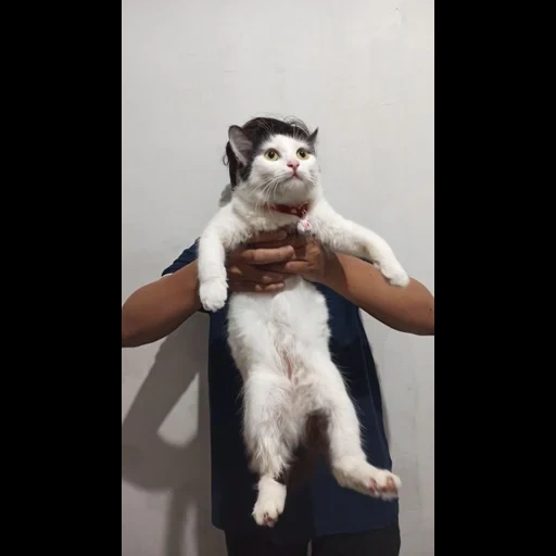 gato, pacote, gato, um gato, alasca malamute um cachorro