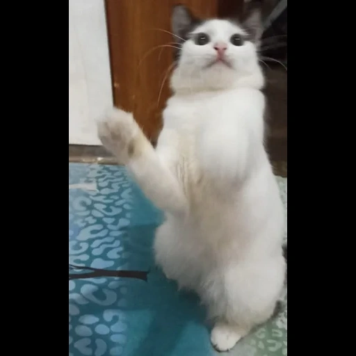 кот, кошечка, танцующий кот, танцующий котик, ролик котик танцует