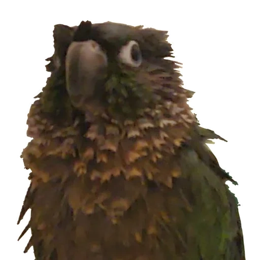der kea papagei, der ara, der papageienvogel, der schwarze papagei, bronze-geflügelter papagei