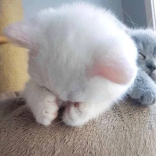 gatto, timido, timido, un bel sigillo, kitty carino