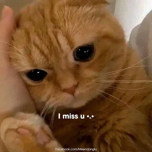 gato, gato, lindo sello, cat triste, el gatito está llorando