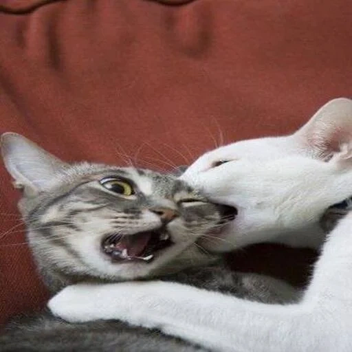 gato, gato gracioso, gato divertido, pelea de gato, pelea de lobo marino