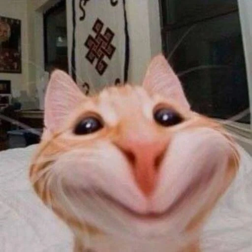 selfie kucing, kucing itu lucu, kucing karbon monoksida, kucing lucu, anjing laut yang lucu