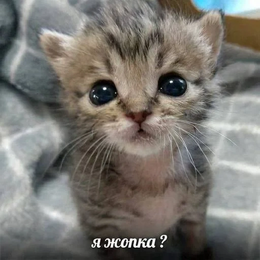 süße kätzchen, die katzen sind süß, nyashny kätzchen, kleine kätzchen, schöne katzen sind klein