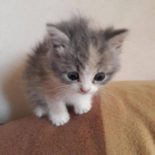 focas, gatito peludo, gatito ahumado, gatito híbrido, gatito muy peludo