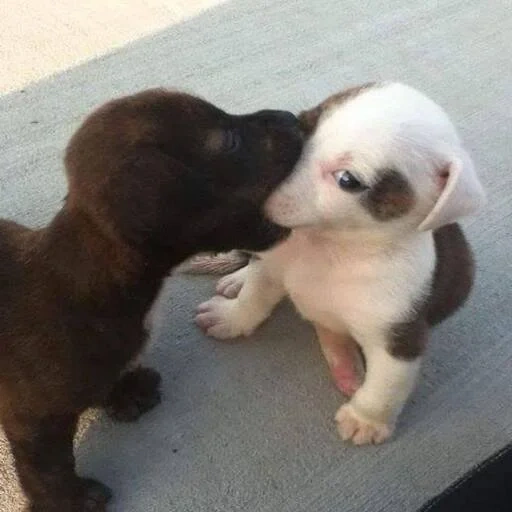 anak anjing labrador, anjing binatang, binatang lucu, anak anjing jack russell, hewan paling lucu