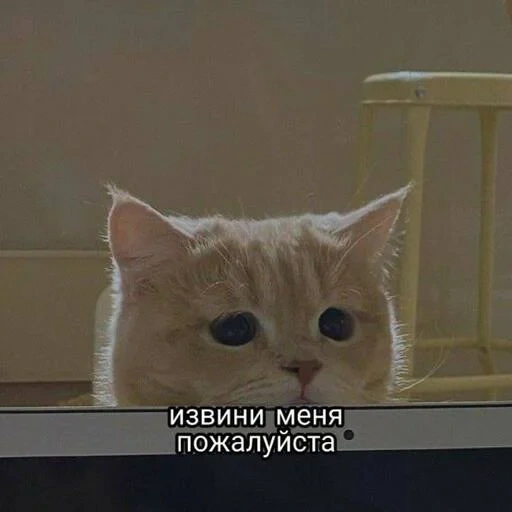 cat, the cat is upset, sad cat, please take it, please let in