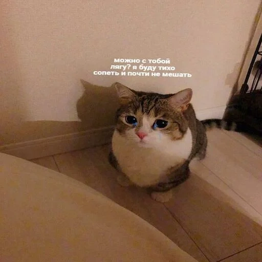 cat, cat meme, kitty meme, cat meme, the cat is sad