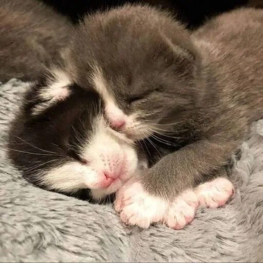 los gatitos duermen juntos, los gatos abrazan a los gatitos, gatito encantador, gato recién nacido gatito, gato gatito recién nacido