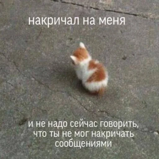 коты, мемы, котик, животные милые, no talk me im angry