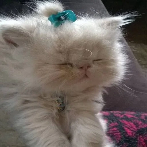 cat, cat, persian cat, a semi persian cat, white persian cat