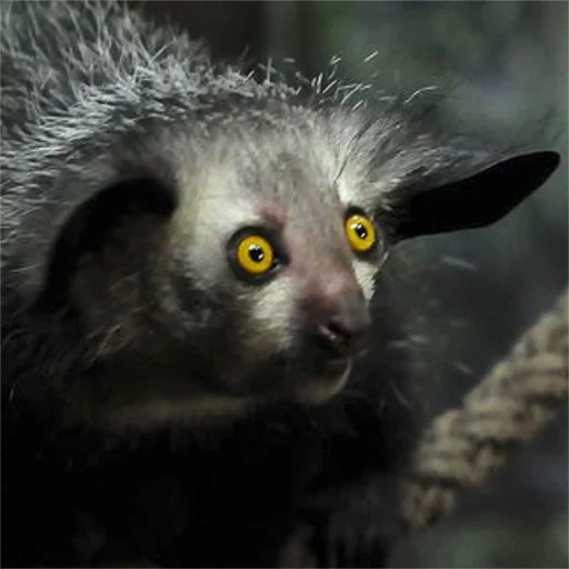 ai ai, der griff, the lemur, madagaskar fink, butterblume aus madagaskar