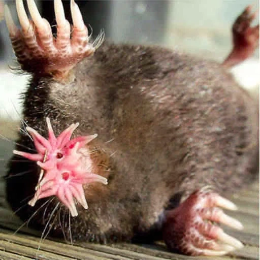 mole, starship, star-headed mole, star-nosed animal, american star-nosed mole