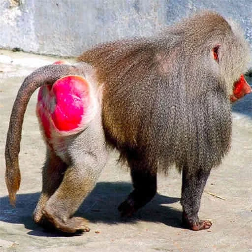 la parte posterior del mono, babuin femenina, mono makaku, botín rojo de mono, botín rojo de mono