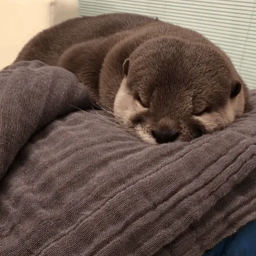 nutria, ataques en casa, los cachorros están negociando, nutria en casa, nutria en casa