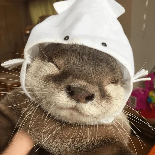 the otter is cute, raid the cap, homemade otter, cute animals, the animal is otter