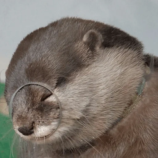 otter, otter, the otter is alive, cubs are bargaining, the animal is otter