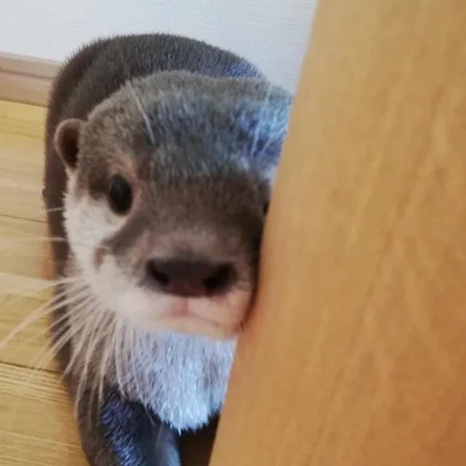 otter, tiere, der otter ist groß, der otter ist groß, home otter