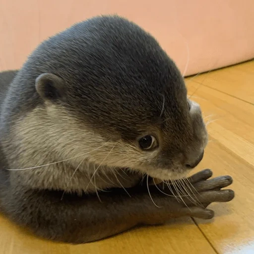 otter, otter, cubs are bargaining, otter is an animal, little otter