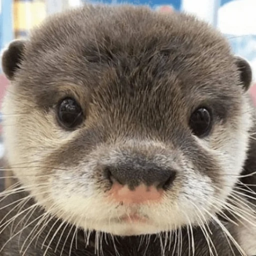 otter, otter, the otter is cute, otter cub, homemade is dear