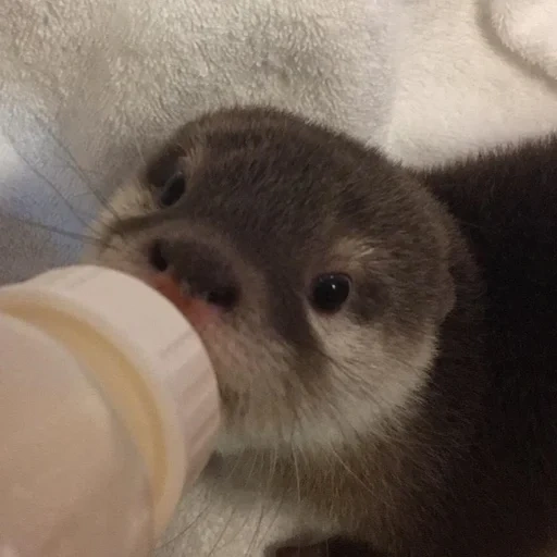 otter, animals, cubs are bargaining, otter is an animal, little otter