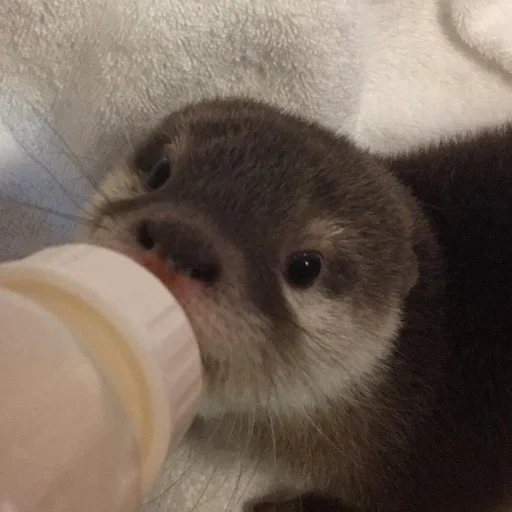 nutria, animales, los cachorros están negociando, la nutria es un animal, pequeña nutria