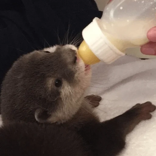 cats, animaux, bear, petite loutre, un ours qui boit du lait