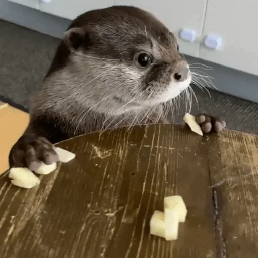 otter, two otters, cubs are bargaining, otter is an animal, the animals are cute