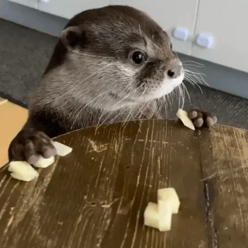 lontra, due lontre, i cuccioli stanno contrattando, la lontra è un animale, gli animali sono carini