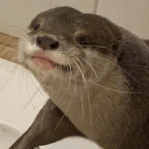 otter, caroline, the tear is beautiful, photos are otter, sweet otter of the muzzle