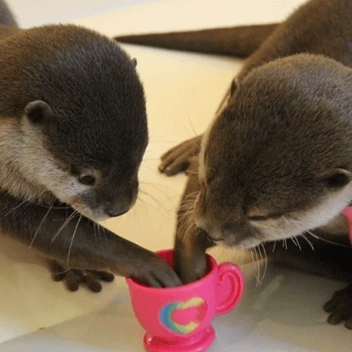 otter, the otter is kotaro, otter cub, little otter, kotaro khan is otter