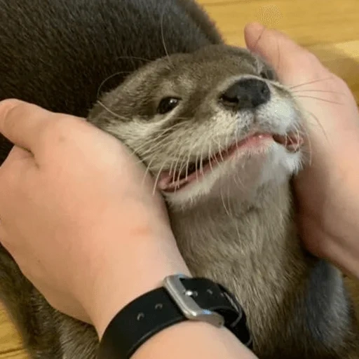 lontra, il resto, i cuccioli stanno contrattando, la lacrima è bellissima, fatto in casa è caro