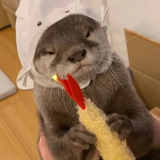 otter, rigs with a knife, home otter, the animal is otter, little otter