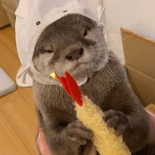 otter, rigs mit einem messer, home otter, das tier ist otter, kleiner otter