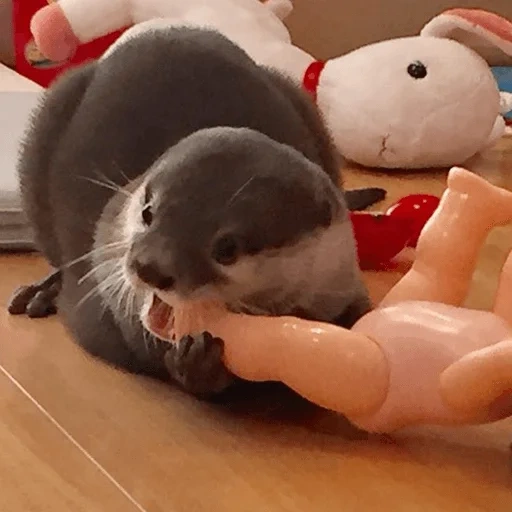 lontra, brinquedo de lontra, lontra doméstica, pequena lontra, brinquedo de lontra do mar