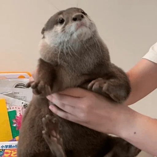 lontra doméstica, lontra, lontra doméstica, pequena lontra, condições familiares da lontra