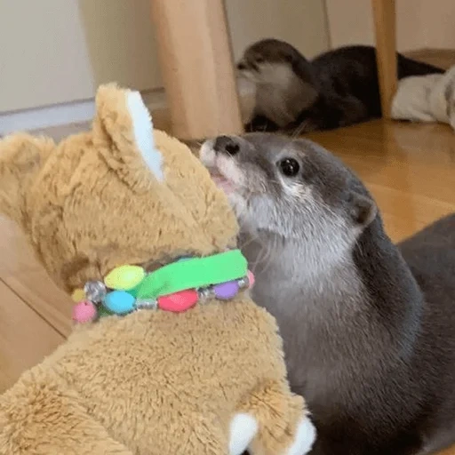 otter, animals, the animals are cute, the animal is otter, little otter