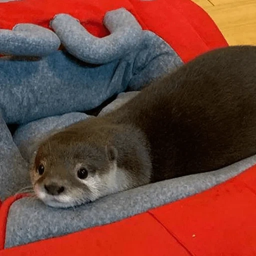 otter, the otter is kotaro, little otter, homemade is dear, sleeping home otter