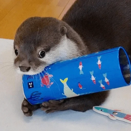 cat, otter, the otter is kotaro, toy otter, home otter