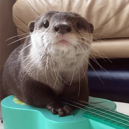 otter, otter, two otters, the otter asks, homemade otter