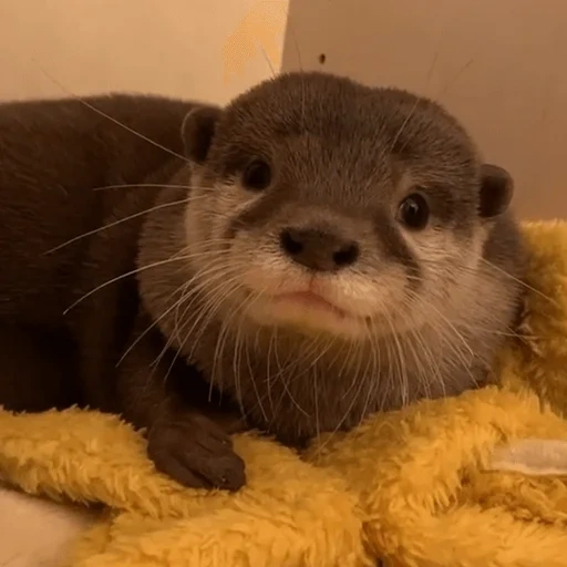 lontra, la lontra è bianca, la lontra è piccola, lontra fatta in casa, la lontra è un animale