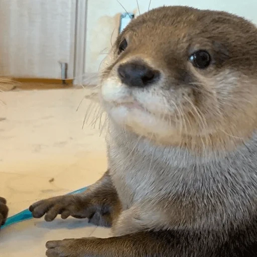 gato, lontra, pequena lontra, animais de lontra, rex de água de linkimars