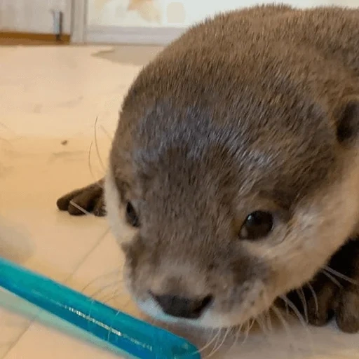 lontra, lontra em casa, pequena lontra, lontra doméstica, água para casa