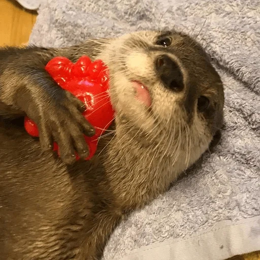 otter, the otter is cute, otter is an animal, the animals are cute, homemade is dear
