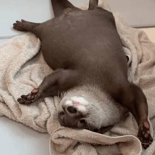 otter, animals, cute animals, funny animals, funny animals sleeping