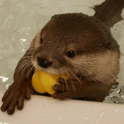 otter, the muzzle is otter, cubs are bargaining, funny otter, the animals are cute