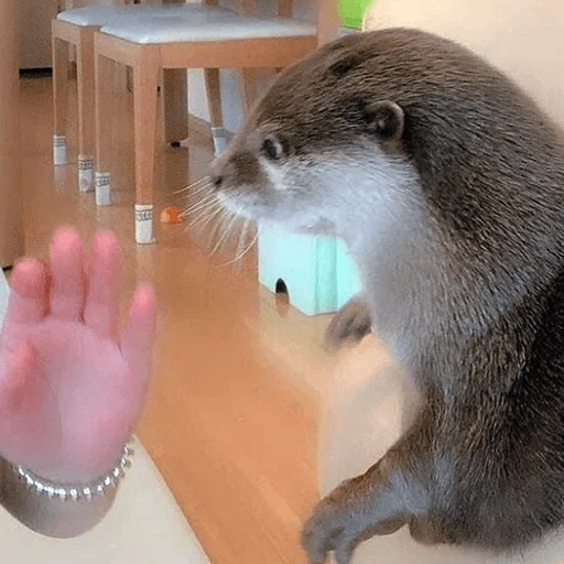 otter, river tear, home otter, the otter is small, home affection for otter